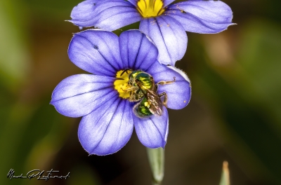 Augochlora Sweat Bee April 2023